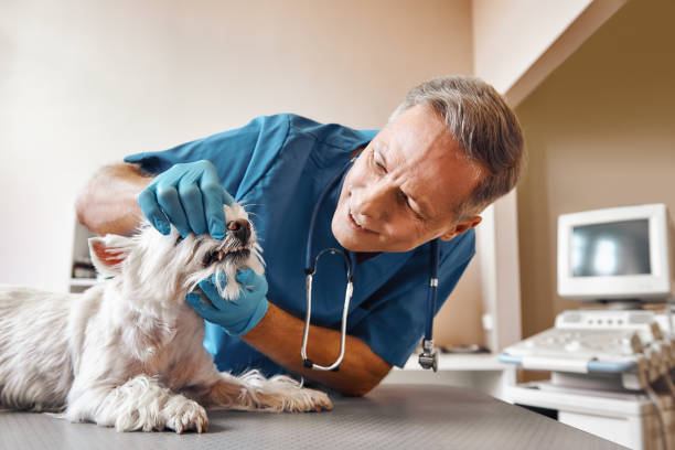 Best Broken or Chipped Tooth Repair in Progress Village, FL